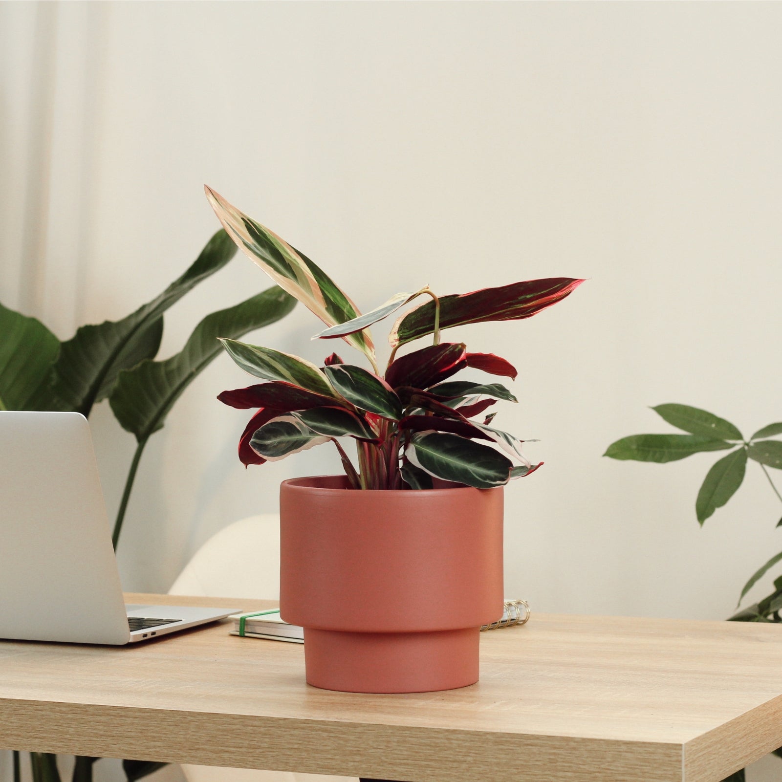 Calathea Triostar com Vaso Nysa